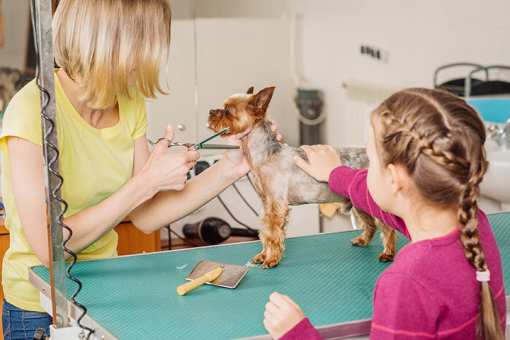 7 Best Pet Groomers in South Dakota!